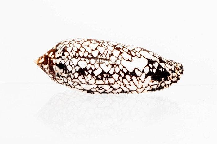Hammer Musterung - patroon  Kwaliteit Fijn+++  Taxidermie, Antiek en Kunst, Curiosa en Brocante