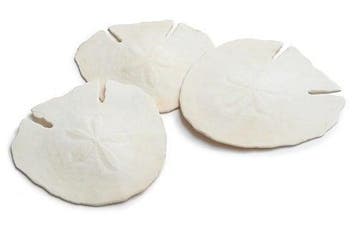 Arrowhead Sand-dollar schelpen 14 cm 4 stuks, Nieuw