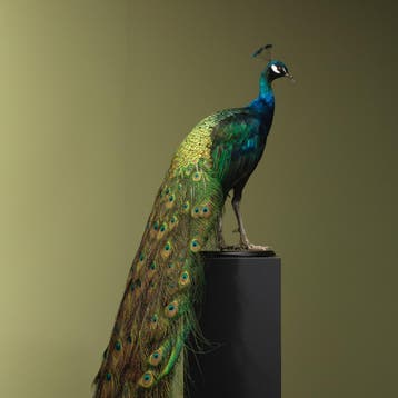 Blauwe Pauw Taxidermie Opgezette Dieren By Max, Ophalen of Verzenden, Nieuw, Vogel, Opgezet dier