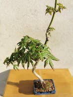 Bonsaï Acer palmatum Neagari - Hauteur (arbre) : 66 cm -, Antiquités & Art