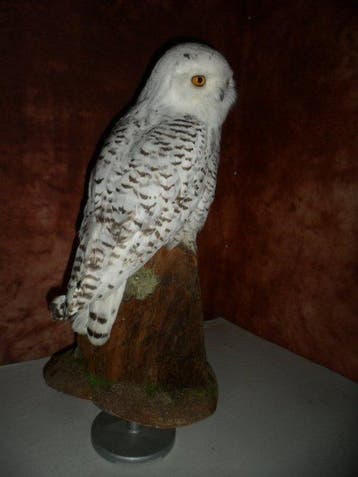 Sneeuwuil Taxidermie volledige montage - Nyctea scandiaca -, Nieuw