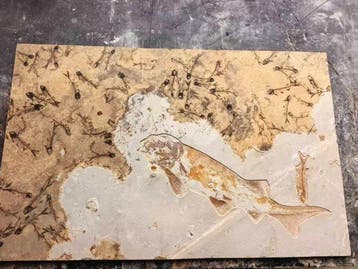 Gefossiliseerd dier - Lycoptera Fossil Assemblage - 80 cm -