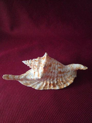 Escargot de mer Coquillage marin - S-446 STROMBUS GALLUS