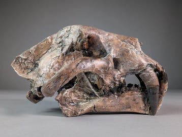 RÉPLIQUE Faux tigres à dents de sabre - Crâne fossile -