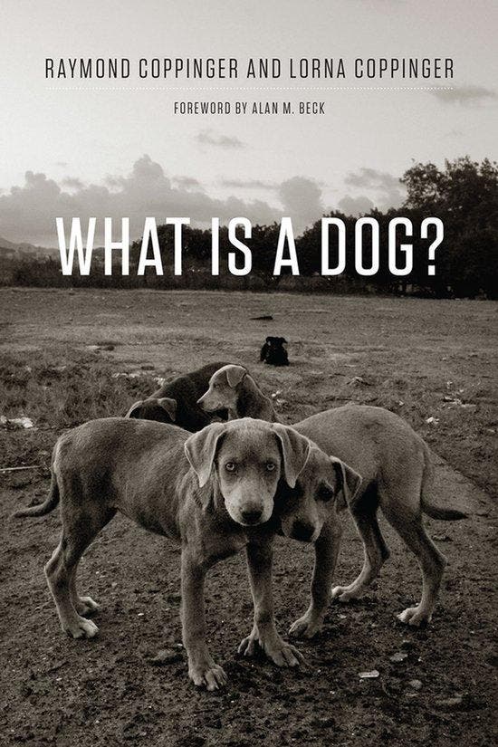 What Is a Dog? 9780226127941 Raymond Coppinger, Livres, Langue | Anglais, Envoi