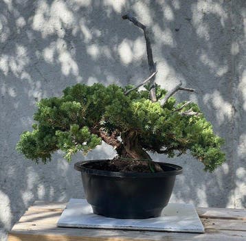 Bonsaï Genévrier (Juniperus) - Hauteur (arbre) : 27 cm -