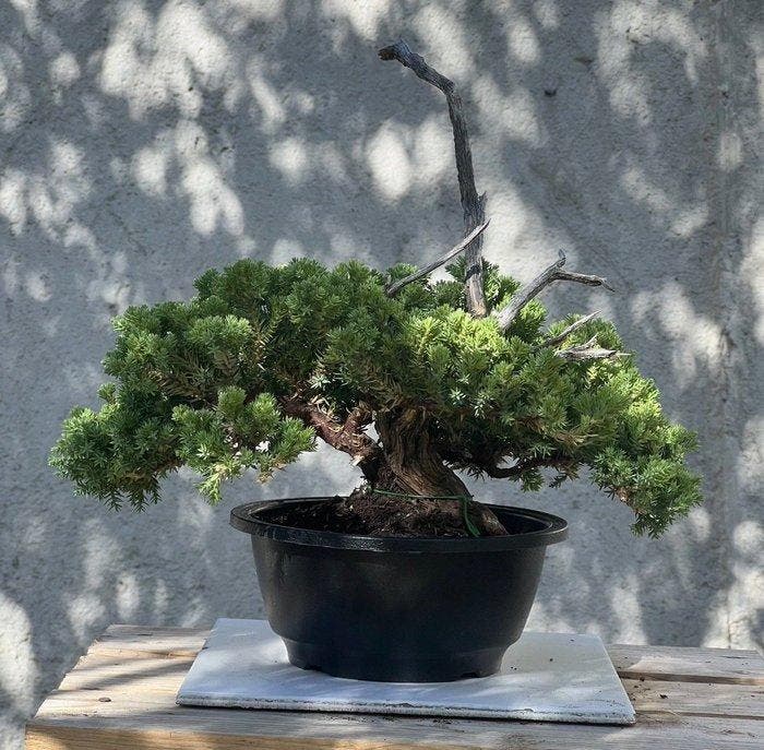 Bonsaï Genévrier (Juniperus) - Hauteur (arbre) : 27 cm -, Antiquités & Art, Curiosités & Brocante
