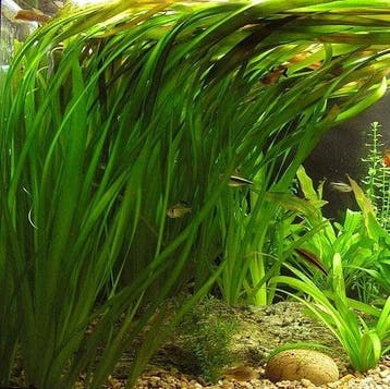 Aquariumplant - Vallisneria Spiralis bos (Aquariumplanten), Dieren en Toebehoren, Verzenden, Nieuw, Plant(en), Steen of Hout