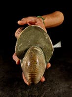 Versteende Nautilus - Gefossiliseerd dier - cymatoceras - 18, Nieuw