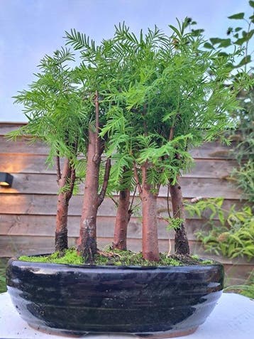 Grote metasequoia bonsai in bonsaischaal - Hoogte (boom): 28