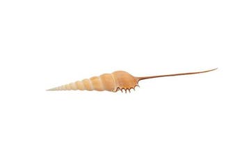 Exclusieve spindelschelp (Tibia fusus) – 27 cm, Nieuw