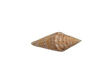Conus excelsus (69 mm) - Balut Island, Filipijnen -, Nieuw