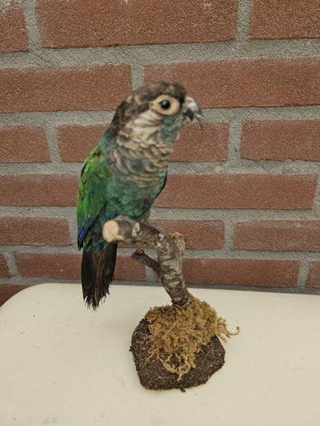 Parel Parkiet Support de corps entier pour taxidermie -, Nieuw
