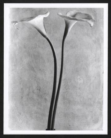 Tina Modotti (1896–1942) - Calla Lilies