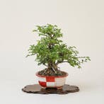 Bonsai van Lonicera Shoin in een handgeschreven pot - Hoogte