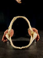 Prachtige kaak van een citroenshaai Taxidermie volledige, Nieuw