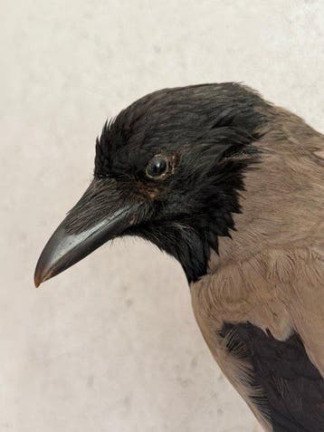 Bonte Kraai Support de corps entier pour taxidermie - corvus, Collections, Collections Animaux