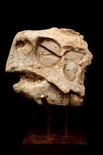 Dinosaurus - Fossiele schedel - Psittacosaurus sp. - 10 cm -