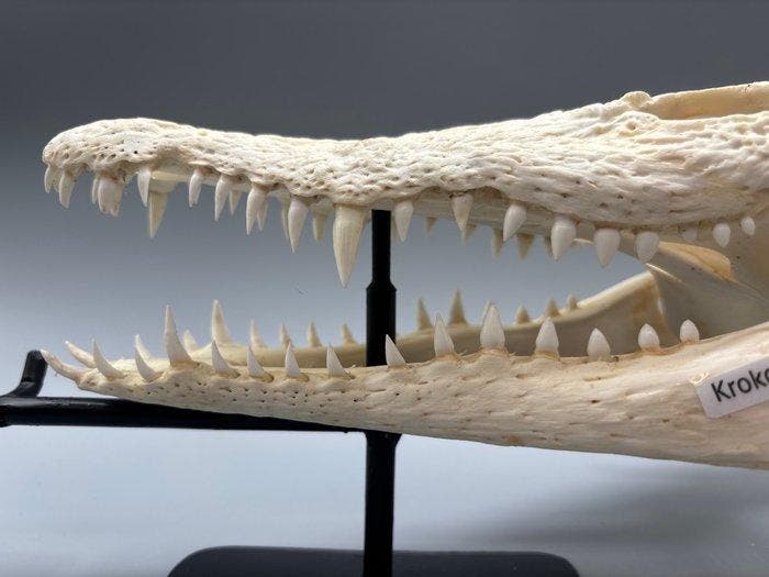 Nijlkrokodil Schedel van een reptiel - Crocodylus niloticus, Verzamelen, Dierenverzamelingen