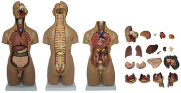 Anatomisch model torso 55 cm, 20-delig ST-ATM 51, Verzenden