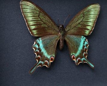 Vlinder Taxidermie volledige montage - Papilio maackii, Verzamelen, Nieuw