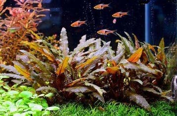 Cryptocoryne Brown  Limited Edition - In Vitro, Verzenden, Nieuw
