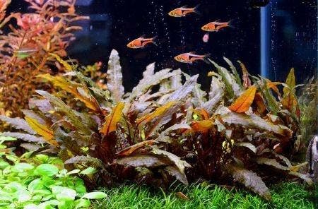Cryptocoryne Brown  Limited Edition - In Vitro, Dieren en Toebehoren, Vissen | Aquaria en Toebehoren, Nieuw, Verzenden