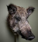 Wild Zwijn Klein Taxidermie Opgezette Dieren By Max, Ophalen of Verzenden, Opgezet dier
