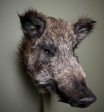 Wild Zwijn Klein Taxidermie Opgezette Dieren By Max, Ophalen of Verzenden, Nieuw, Wild dier, Opgezet dier