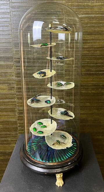 Kevers in Antieke Stolp Taxidermie Opgezette Dieren By Max, Ophalen of Verzenden, Nieuw, Insect, Opgezet dier