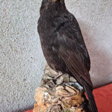 Merle noir Support mural pour taxidermie - Turdus merila