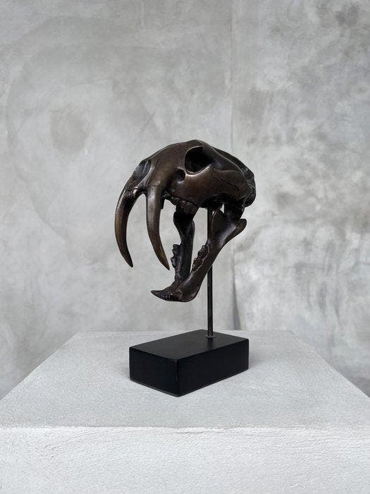 Sculpture, NO RESERVE PRICE - Smilodon - 20 cm - Bronze, Antiek en Kunst, Kunst | Designobjecten