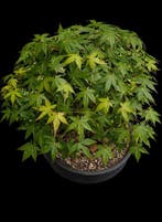 Japanese maple bonsai (Acer palmatum) - Hoogte (boom): 42 cm