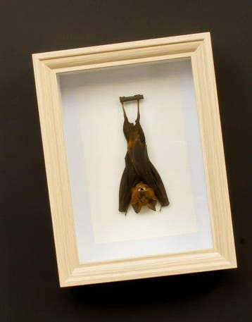 Vleermuis Taxidermie volledige montage - Hipposidorus