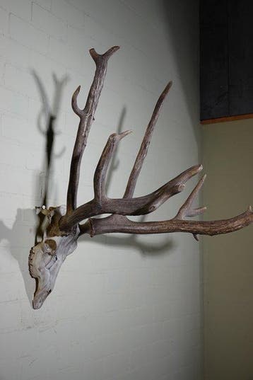Père Davids Deer Schedel - Elaphurus davidianus - 80 cm -, Collections, Collections Animaux