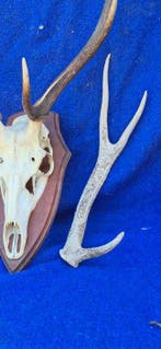 Cerf élaphe et Cerf Sika Support mural pour taxidermie -