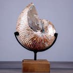 Grote gepolijste fossiele Nautilus met iriserende parelmoer, Verzamelen, Nieuw
