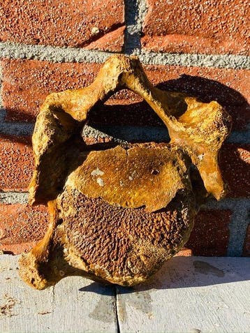 Mammouth laineux - Os de vertèbre fossilisé - 18 cm - 12 cm