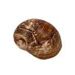 $$TOP$$ bruine walzenschecke F+++ ///VERZAMELOBJECT///, Nieuw