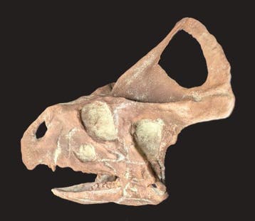 Fossiele schedel - Protoceratops - Museum-Grade Replica - 43