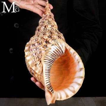 Charonia Tritonis – Géant Triton de Madagascar - Coquillages