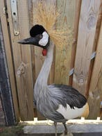 Kroonkraan vogel ( man ) Taxidermie volledige montage -