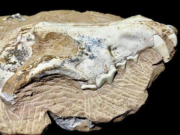 Zoogdier - Fossiele schedel - Canis teilhardi prehistoric