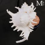 Extra grote specimen. XXL - Speciale schelp Zeeschelp -, Nieuw