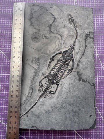 Fossiel reptiel: Keichousaurus – zeldzaam getuigenis uit het