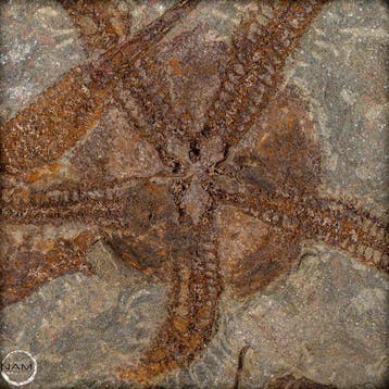 Natuurlijke schijf met fossiele zeesterren (Ophiuroidea)-