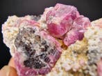 RARE grossulaire rose cerise du Mexique - une variété de