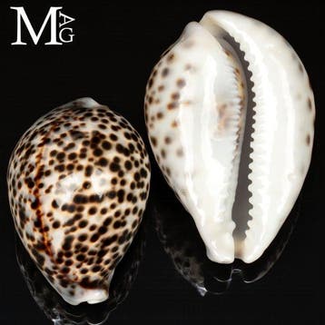 Prachtige Cypraea Tigris – Tijgerkoraal schelp – Veiling