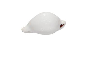 Escargot œuf (Amphiperas ovum) – un chef-dœuvre naturel, Collections