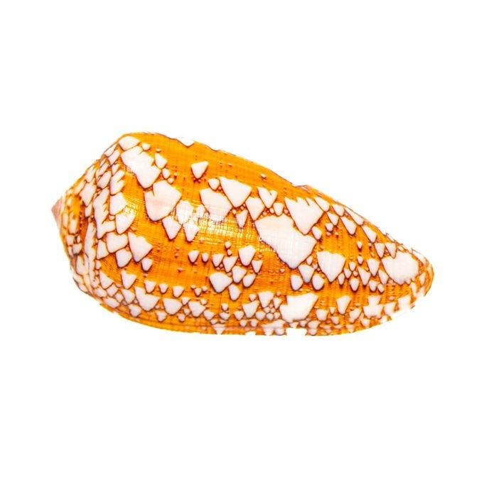 Verenkegelslak (Conus pennaceus) | Zeldzame verenkegelslak -, Verzamelen, Dierenverzamelingen